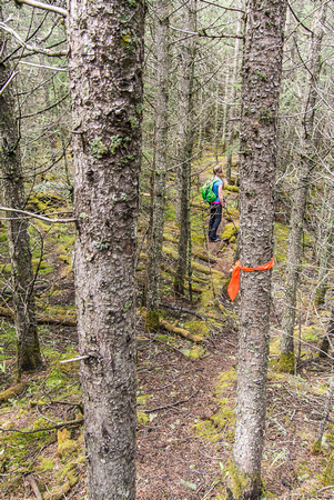 Tons of ribbons mark a trail through the tight forest near the top towards the lower ridge.