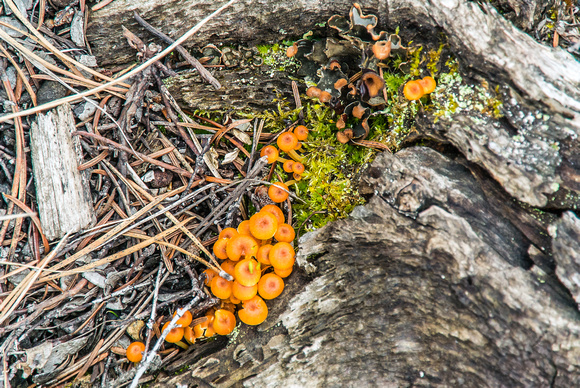 Brightly colored mushrooms.