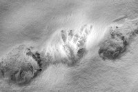 Very fresh bear tracks. I know, because I saw the bear make them! ;)