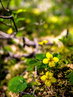 My favorite place to find these yellow violets is at the back of the Upper Kananaskis Lake.
