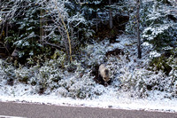 Part of a family of 4 grizzlies that we saw eating breakfast along highway 40 around Wedge Pond.