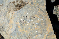 A nice Trilobite fossil.