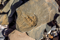 A pretty big fossil - this one was the size of my fist.
