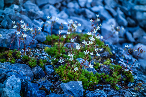 More Saxifrage - a delicate alpine flower that has tiny red dots on small white petals and thrives around alpine meadows / lakes such as these.