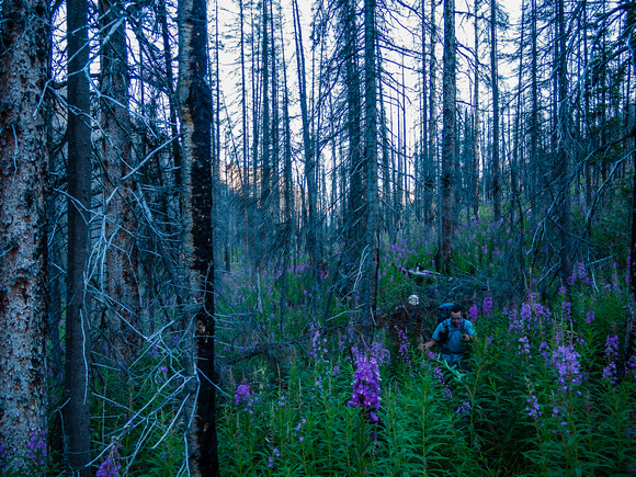 I've never encountered such deep fireweed before! The fact that it was soaking wet didn't help either.