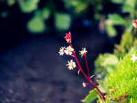 Saxifrage is a beautiful and tiny alpine flower that only thrives near water.