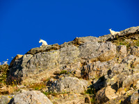 A magnificent billy goat and his mate gaze down at us as we climb towards them.