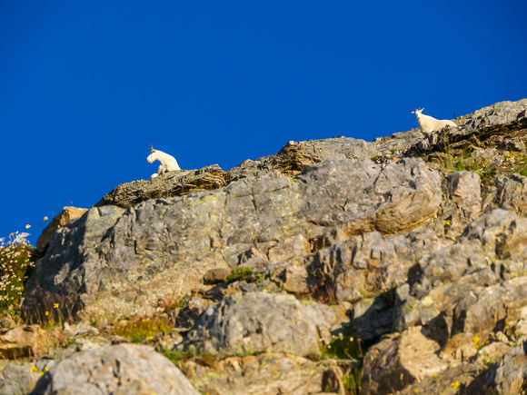A magnificent billy goat and his mate gaze down at us as we climb towards them.