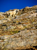 This Mountain Goat is huge!