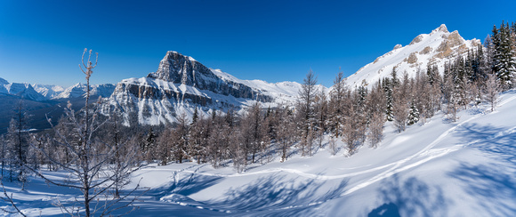Panorama in the larch forest looking towards Helena Peak (R) and Eisenhower Tower (L).