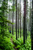 Green forested trail.