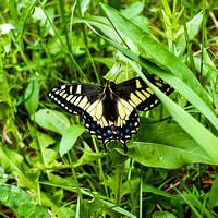 This butterfly made my day! I think it's a Swallowtail but I'm not sure.
