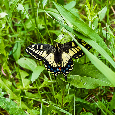 This butterfly made my day! I think it's a Swallowtail but I'm not sure.
