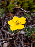 Shrubby Cinquefoil. (Belongs to the rose family.)