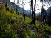Hiking up the trail through the burnt forest gives tons of excellent photography opportunities.
