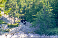 Mama bear and cub retreat back into the bush.