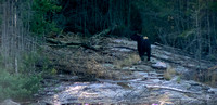 One more look back from mama bear before disappearing back into the bush.