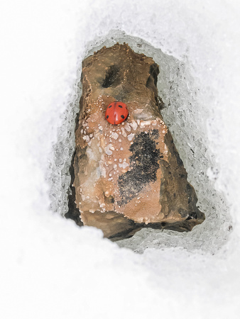 A ladybug at the summit cairn.