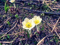 A sure sign of spring!