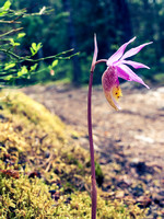 Another sure sign of spring - my favorite wild flower - the Lady's Slipper.