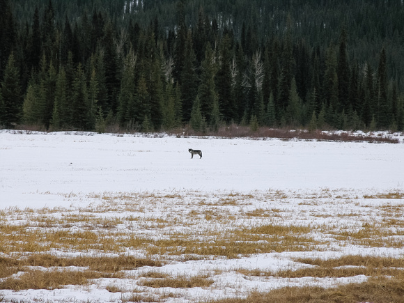 This is the first wolf I've seen in the wild. The funny part is he just laid down and looked at us after we stopped along hwy 93 to look at him.