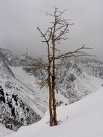 The lonely larch that Alan Kane makes famous in his book describing the route to the summit of Grizzly.