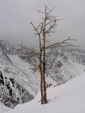 The lonely larch that Alan Kane makes famous in his book describing the route to the summit of Grizzly.