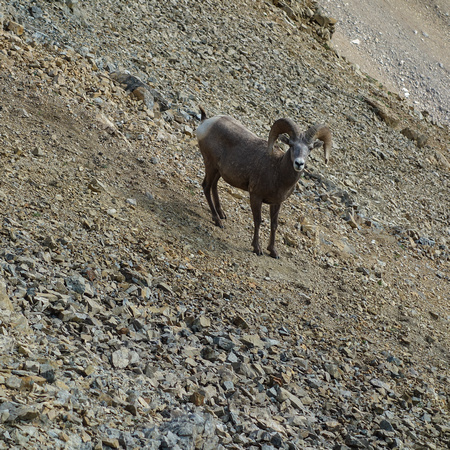 A beautiful big horn sheep on the descent from Kent Ridge towards Inflexible.