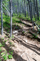 A steep but obvious trail through light forest.