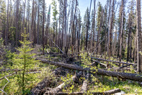 The trail is cut through some nasty sections of deadfall and burnt forest.