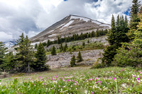 The meadows between Mount Armstrong and Bolton are full of wildflowers.