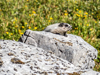 An adolescent marmot scopes us out.