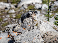 I have never seen so many marmots on a hike before. This is marmot heaven.