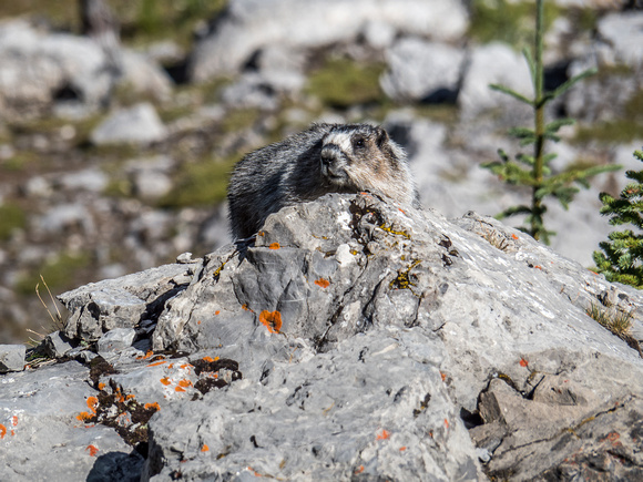 I have never seen so many marmots on a hike before. This is marmot heaven.
