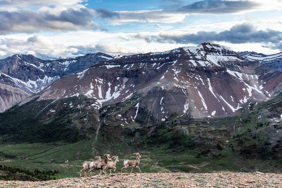 A group of rams runs past me on the west ascent slopes of Tomahawk Mountain.