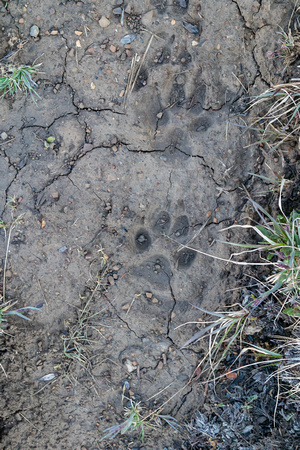 Wolf tracks in the bison tracks. Pretty cool.