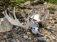 A giant moose skull / antlers.