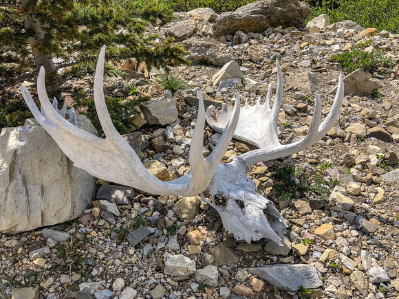 A giant moose skull / antlers.