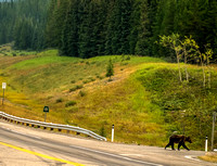 A young grizzly crosses the road at the junction of highway 40 and Kananaskis trail.
