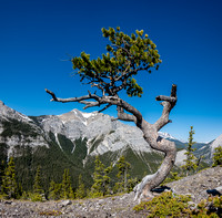 An interesting tree along the ridge.