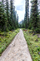 Starting out on the interminable Yoho Valley Trail - still wet from overnight rains.