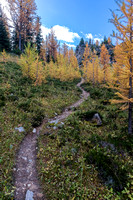 Hiking through a larch forest between Scarab Lake and Mummy Lake.