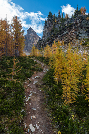 Hiking through a larch forest between Scarab Lake and Mummy Lake.