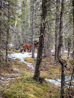 Two more Mustangs in the forest.