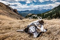 At the col between Junction Hill and the 2nd ridge we found scattered bones from what is probably a bighorn sheep.