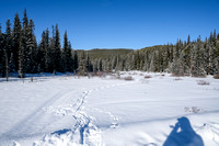 Snowshoe tracks leaving the Panther River Road? Very fresh too...