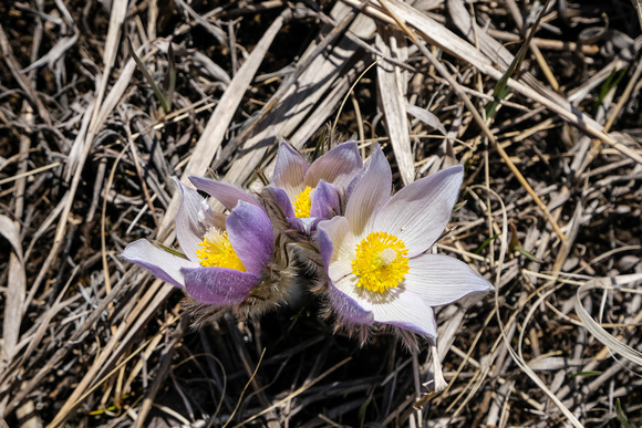 Pasque Flowers on the south slopes of Iron Ridge.