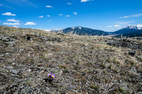 Pasque Flowers on the south slopes of Iron Ridge with Bluff Mountain in the bg.