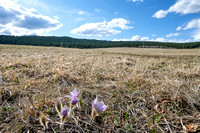 Pasqueflowers with Black Mountain in the bg.