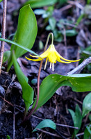 Glacier Lilly's are out!
